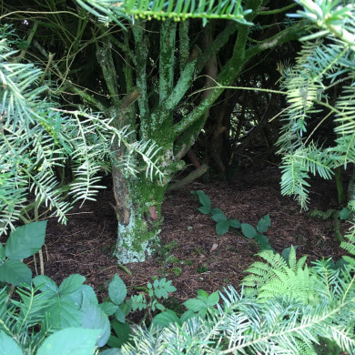 Rijksdienst voor het Cultureel Erfgoed: Wal, Henry van der