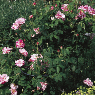 Rijksdienst voor het Cultureel Erfgoed: Heuff M. (Marijke)