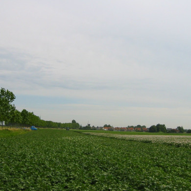 Rijksdienst voor het Cultureel Erfgoed: Terpstra, Frank