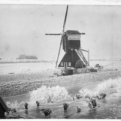 Rijksdienst voor het Cultureel Erfgoed: Koning, de