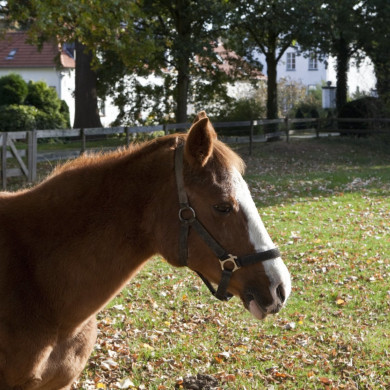 Rijksdienst voor het Cultureel Erfgoed: Roderburg, K. (Kris)