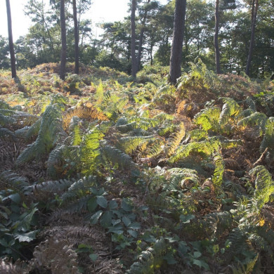 Rijksdienst voor het Cultureel Erfgoed