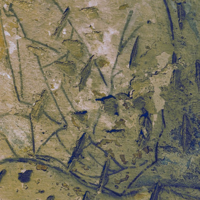 Rijksdienst voor het Cultureel Erfgoed: Tangel, L.M.