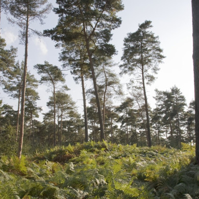 Rijksdienst voor het Cultureel Erfgoed