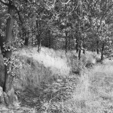 Rijksdienst voor het Cultureel Erfgoed: Galen, P. (Paul) van