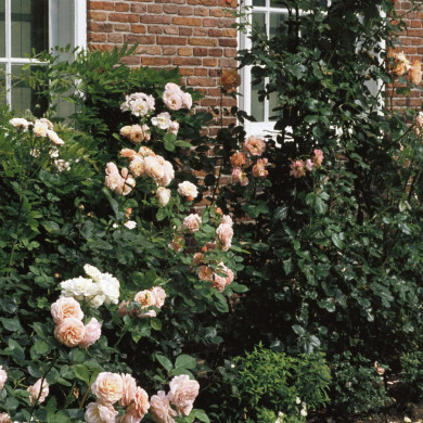 Rijksdienst voor het Cultureel Erfgoed: Heuff M. (Marijke)