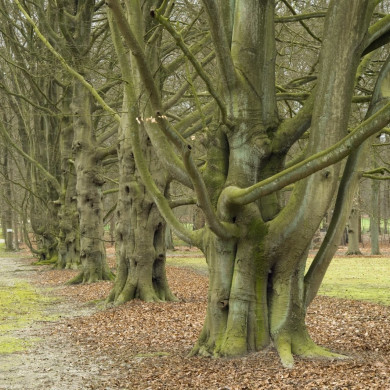 Rijksdienst voor het Cultureel Erfgoed: Galen, Jan van