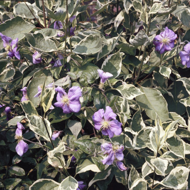 Rijksdienst voor het Cultureel Erfgoed: Heuff M. (Marijke)