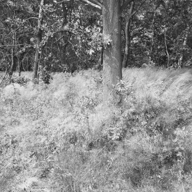 Rijksdienst voor het Cultureel Erfgoed: Galen, P. (Paul) van