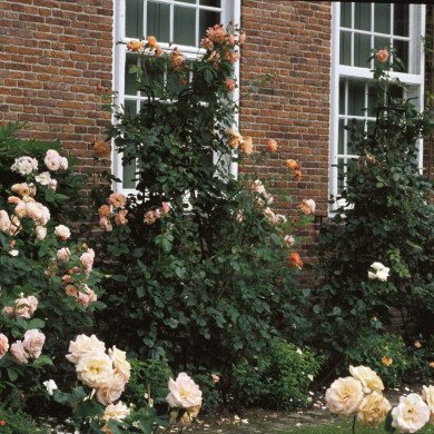 Rijksdienst voor het Cultureel Erfgoed: Heuff M. (Marijke)