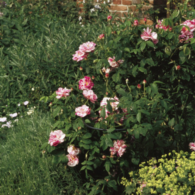 Rijksdienst voor het Cultureel Erfgoed: Heuff M. (Marijke)