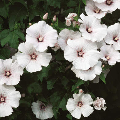 Rijksdienst voor het Cultureel Erfgoed: Heuff M. (Marijke)
