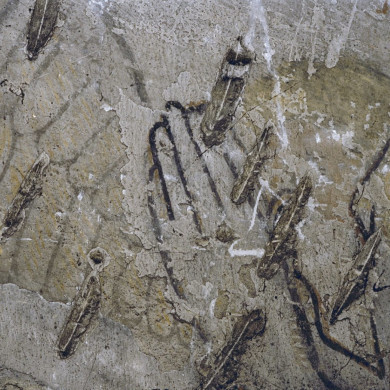 Rijksdienst voor het Cultureel Erfgoed: Tangel, L.M.