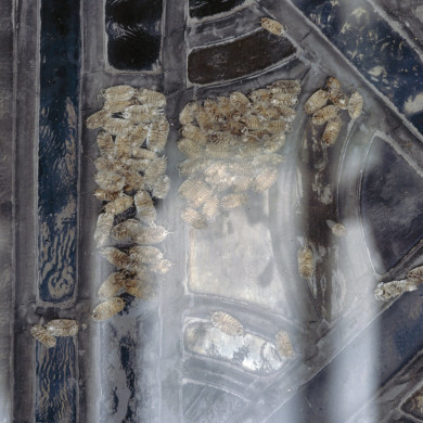 Rijksdienst voor het Cultureel Erfgoed: Galen, P. van