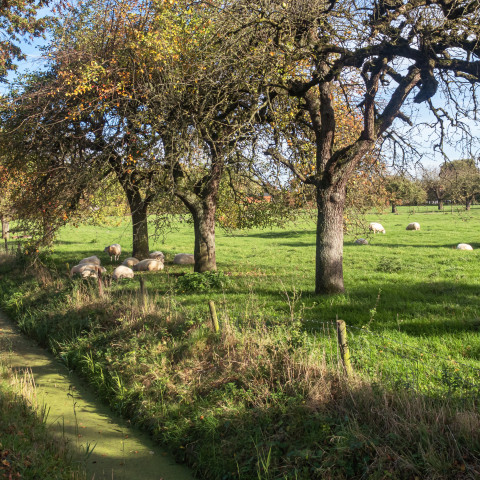Echteld, schapen onder de bomen bij de Ooisestraat - Michielverbeek