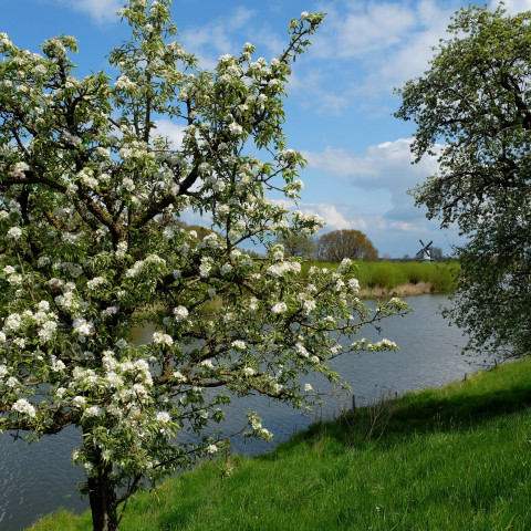 Landschap Betuwe - Cultureel Gelderland
