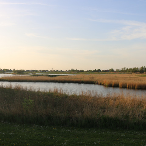 Natuurgebied het Twiske - PersianDutchNetwork