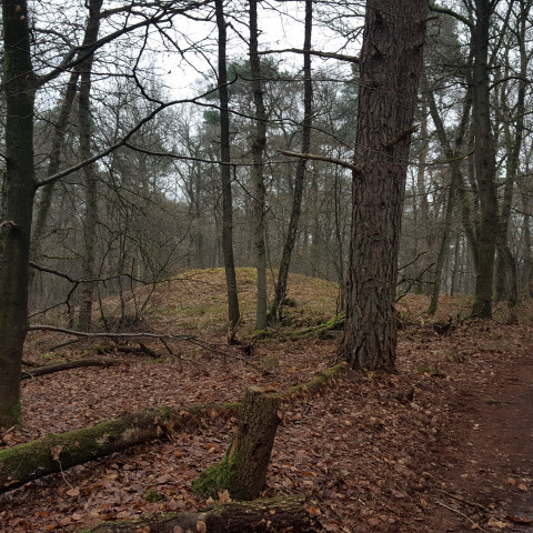 Wolfheze noordwest van Bilderberglaan - Romaine
