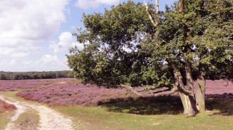 Tafelbergheide - Gouwenaar