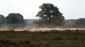 Schapen_op_de_ermelose_Heide - Karsten Wentink