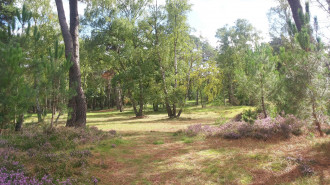 Brunsumerheide - Albert Gr.