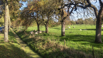 Echteld, schapen onder de bomen bij de Ooisestraat - Michielverbeek