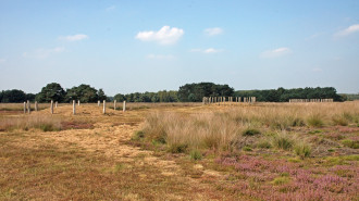 Grafheuvels op de Regte Heide - EilanderHenk