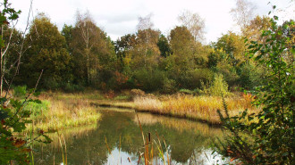Herfsttafereel van het Venneke in de Heemtuin Rucphen - Mans de Jong