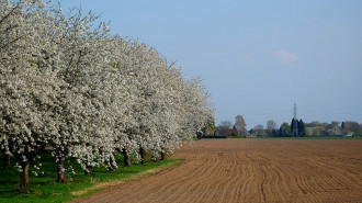 Kersenbomen in bloei - Lendskaip