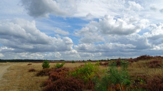 Kootwijkerzand - Gouwenaar