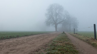 Lochemse Berg, bomen in de mist aan de Hoge Enk - Michielverbeek