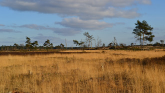 Loonse en Drunense Duinen t.h.v. Roestelberg en Kaatsheuvelse IJsbaan - Patrique