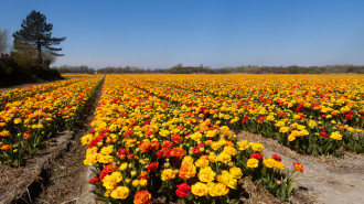 Duindamse Slag nabij Noordwijkerhout.