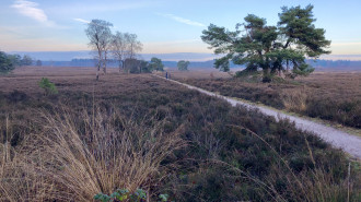Veluwe, Epe, Renderklippen - Vincent van Zeijst