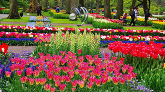 Keukenhof