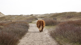 Hooglander in bergen aan zee loopt op het pad Wikimedia commons - Ingredia.jpg