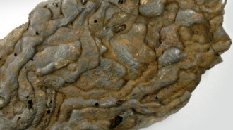WikiMedia