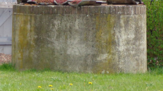 WikiMedia