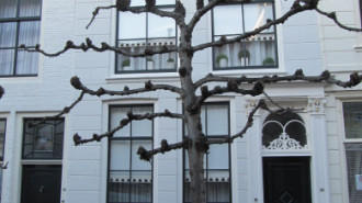 WikiMedia