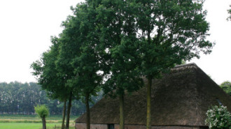 WikiMedia