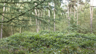 Rijksdienst voor het Cultureel Erfgoed