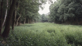 Rijksdienst voor het Cultureel Erfgoed: Roderburg, K. (Kris)