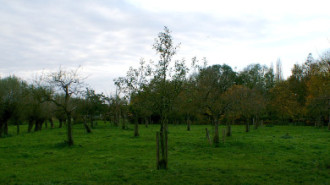 WikiMedia