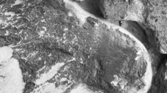 Rijksdienst voor het Cultureel Erfgoed: Wit, de