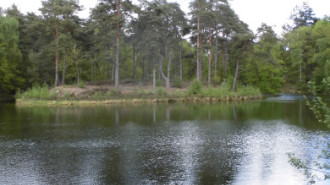 WikiMedia