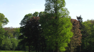 WikiMedia