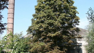 WikiMedia