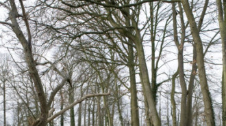 Rijksdienst voor het Cultureel Erfgoed: Booms, C.S. (Chris)