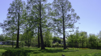 WikiMedia