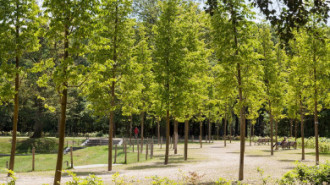 Rijksdienst voor het Cultureel Erfgoed: Speelman, Albert